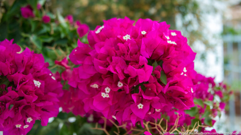 Close-up of vivid magenta bougainvillea bracts and tiny pale flowers against a softly blurred green background.
