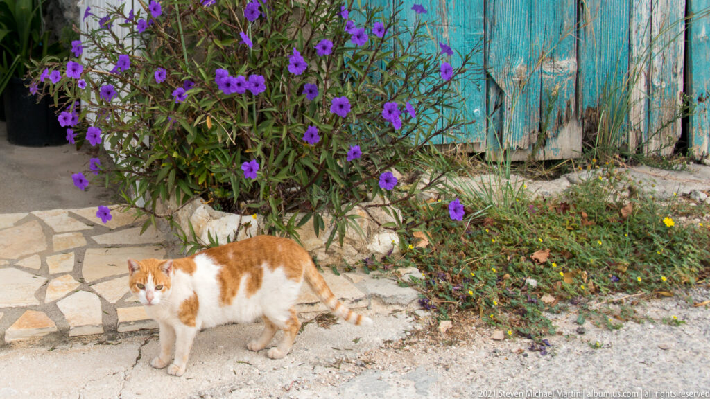 Orange-and-white cat walking beside purple flowers and a weathered turquoise wooden gate on an Assos lane.