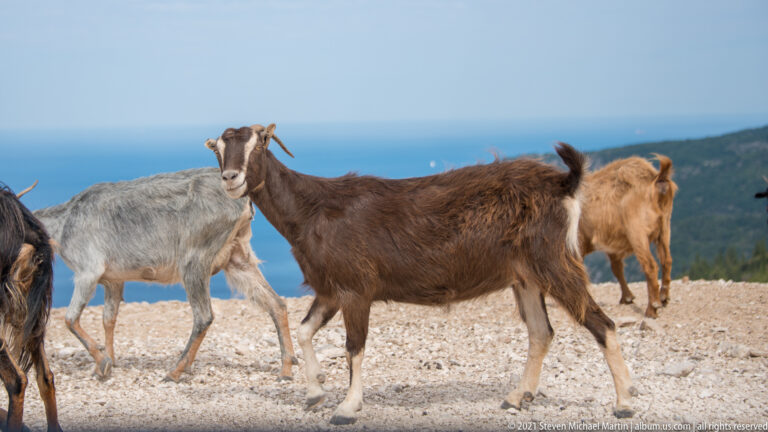 Brown, gray, and tan goats standing on a pale rocky hillside above the blue sea near Assos.