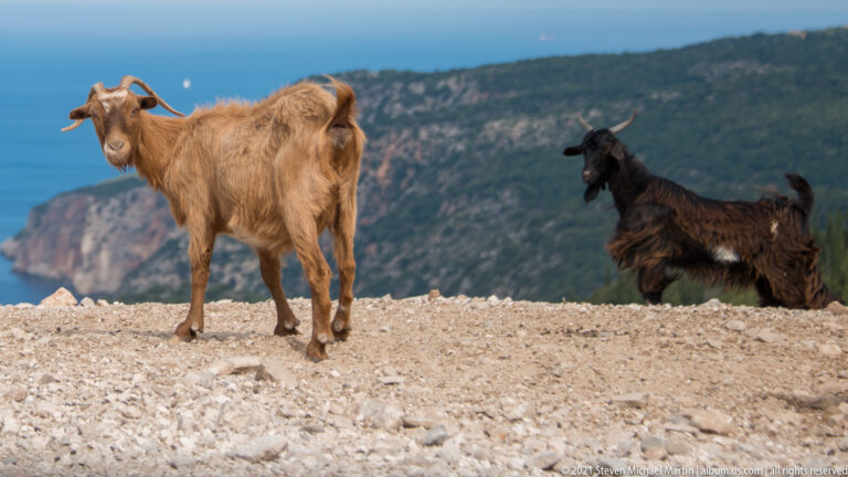 Tan and dark goats standing on an exposed rocky ridge, with the blue sea and mountain coast blurred behind.