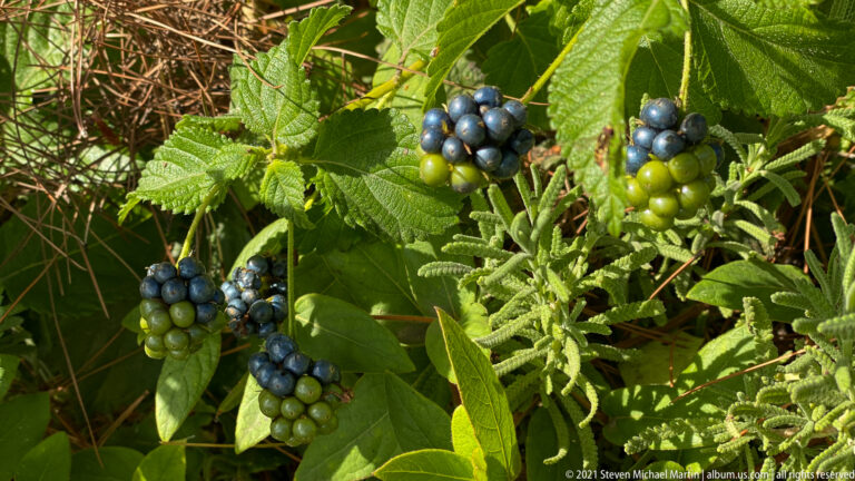 Clusters of green and blue-black lantana berries among broad serrated leaves and spent flower heads.