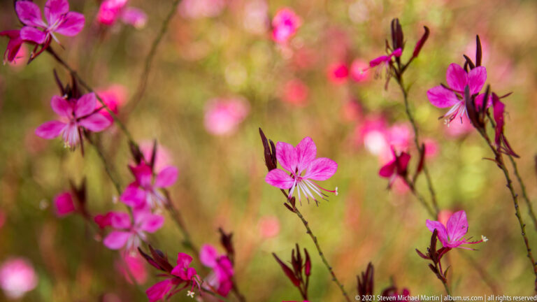 Delicate bright pink flowers and dark buds on slender stems against a softly blurred garden background.