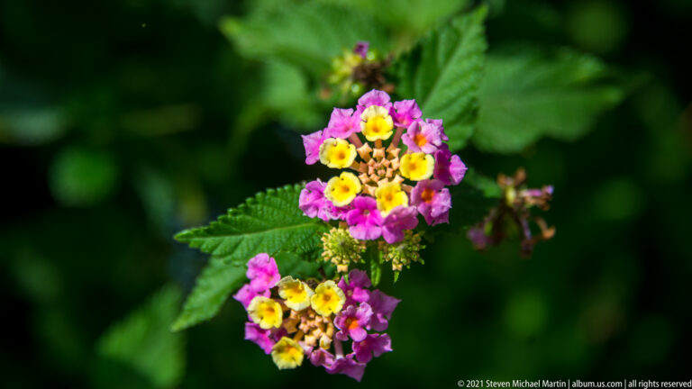 Pink-and-yellow lantana flower clusters with dark green serrated leaves against a softly blurred garden background.