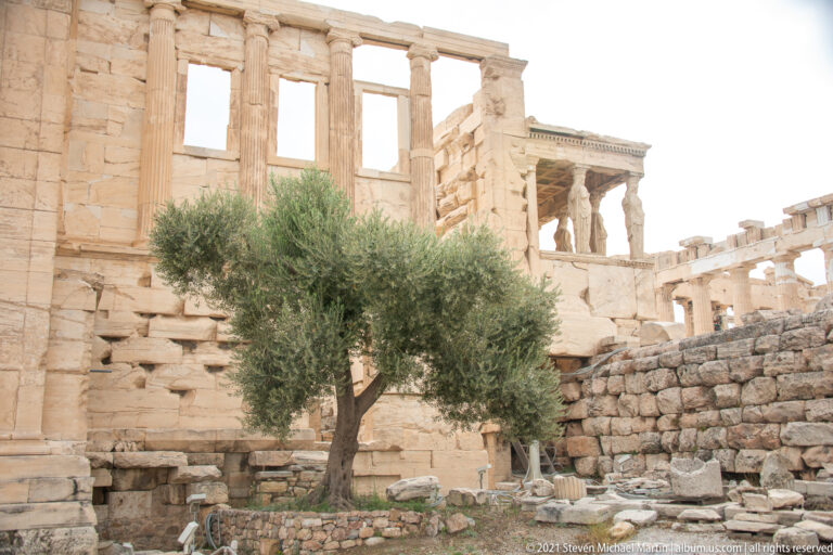 Olive tree growing beside the Erechtheion, with marble walls and the Porch of the Caryatids visible in the background.