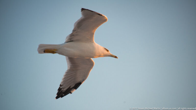Large pale gull seen from below in flight, with broad wings spread and dark markings at the wing tips.