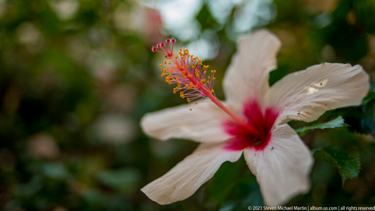 White hibiscus flower with crimson center and long pink-red staminal column tipped with yellow anthers against blurred greenery.