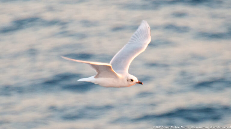 Small white gull flying over blurred blue water with wings raised and warm light along the feathers.