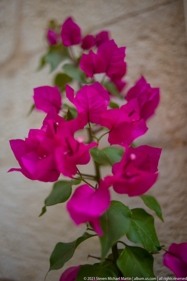 Bright magenta bougainvillea clusters and green leaves in shallow focus against a pale stone wall.