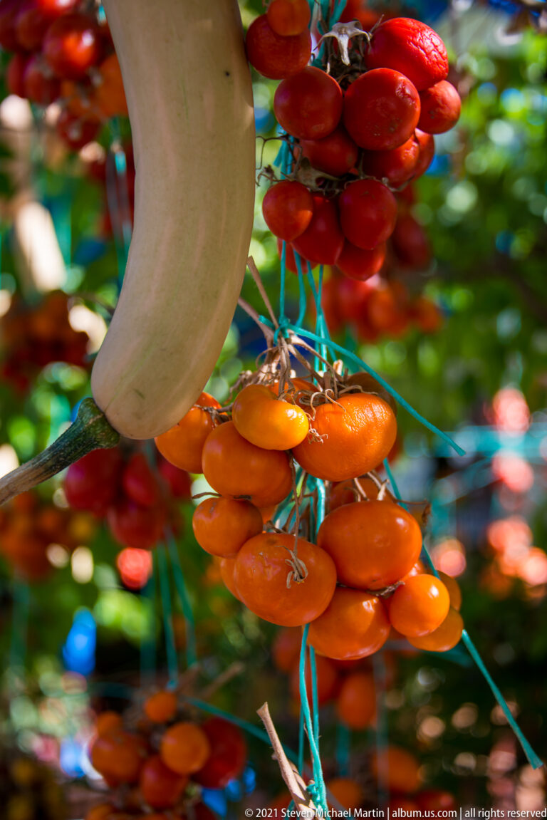 Close view of red and orange produce clusters tied with blue cord beside a large pale hanging gourd.