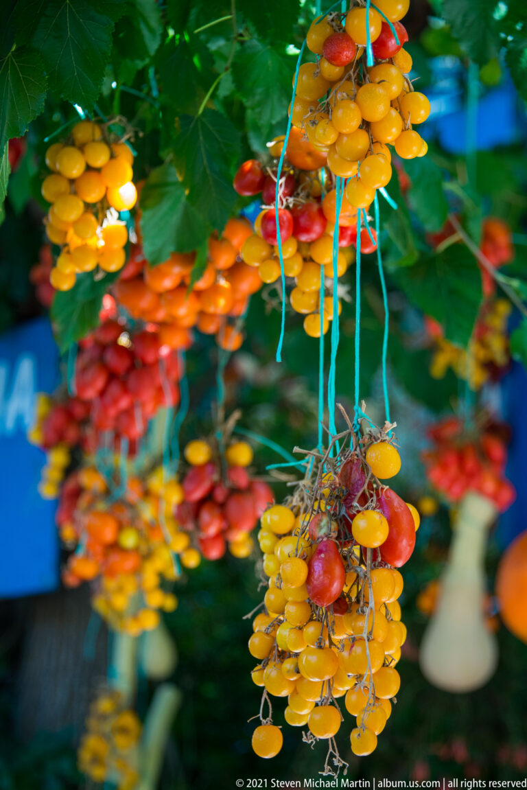 Yellow, orange, and red hanging produce clusters tied with blue cord beneath leafy green branches.