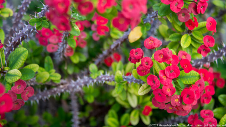 Close view of red crown of thorns flowers among glossy green leaves and densely spined gray stems.