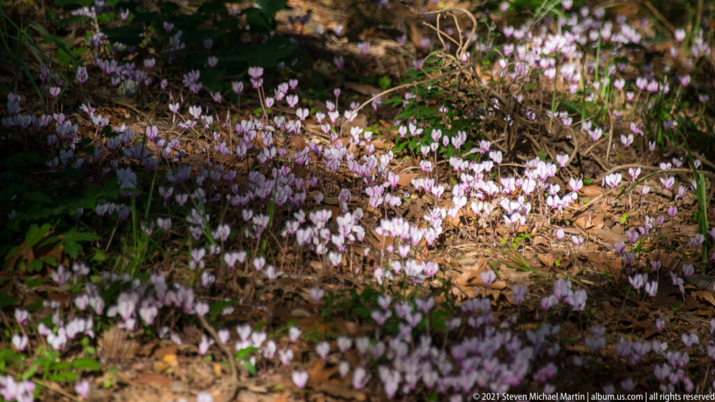 Pale pink cyclamen flowers scattered through leaf litter and low green vegetation beneath trees at Dion.