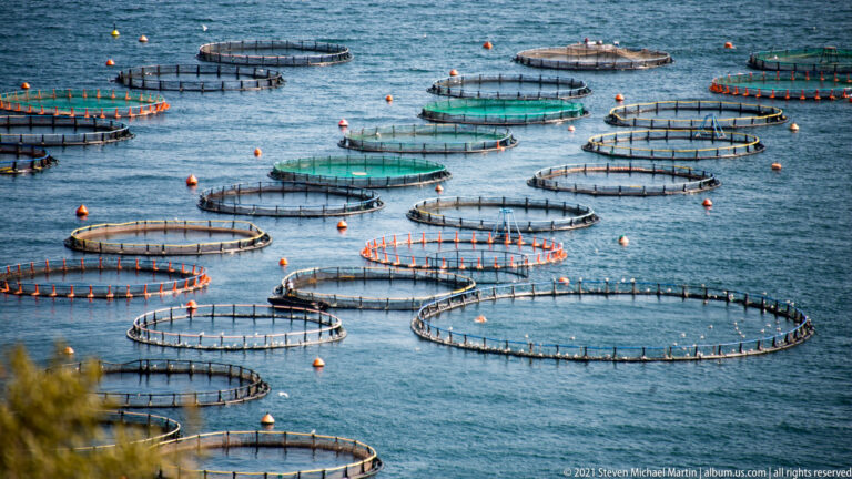 Numerous circular fish-farming pens with orange floats and green netting arranged across blue seawater.