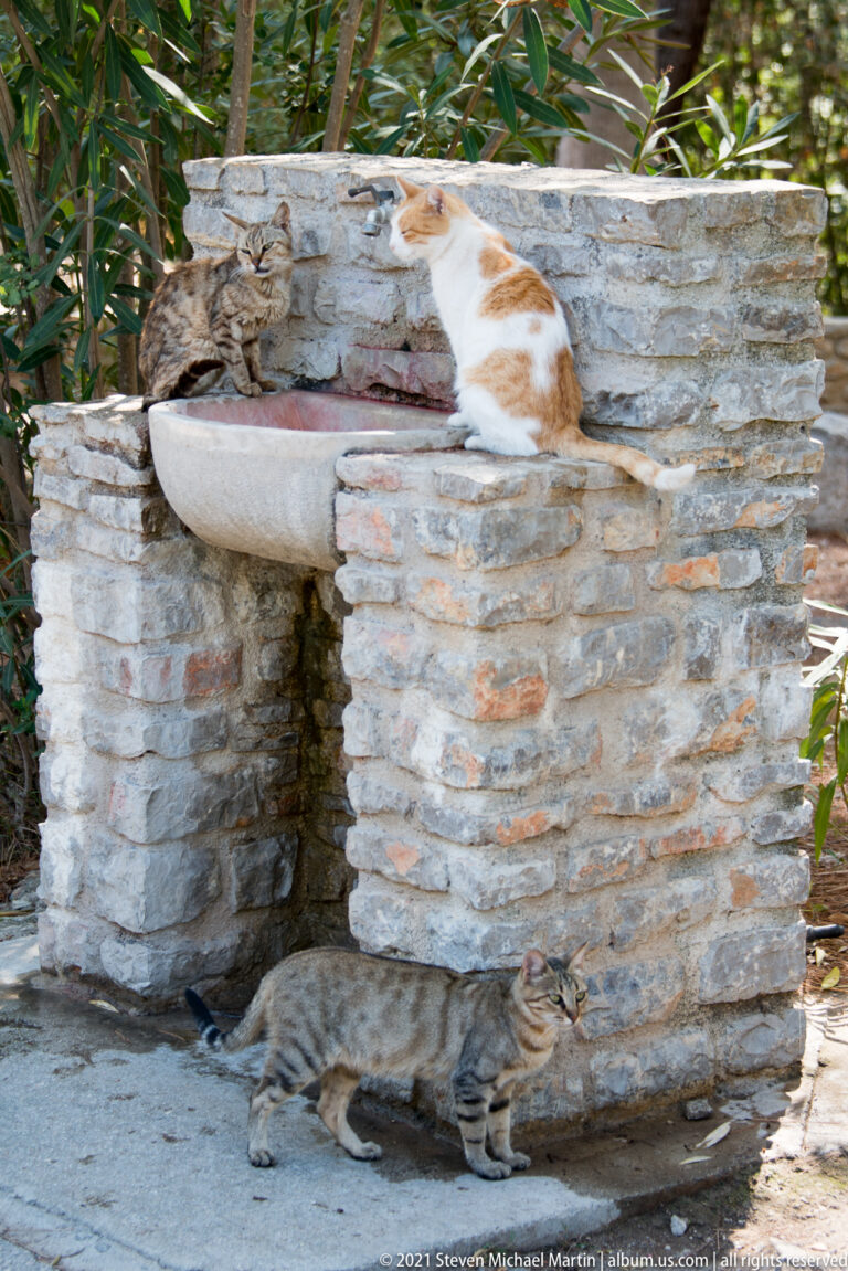 Three cats resting around a low stone fountain with a shallow basin beneath leafy plants.