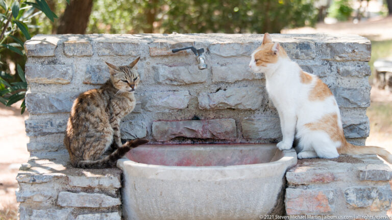 Tabby and white-and-orange cats facing each other beside a round stone basin and masonry wall.