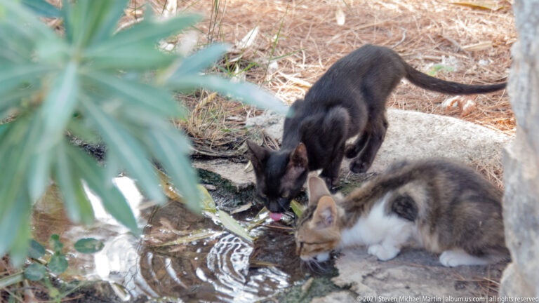 Black and gray-and-white cats drinking from shallow running water beside green foliage.