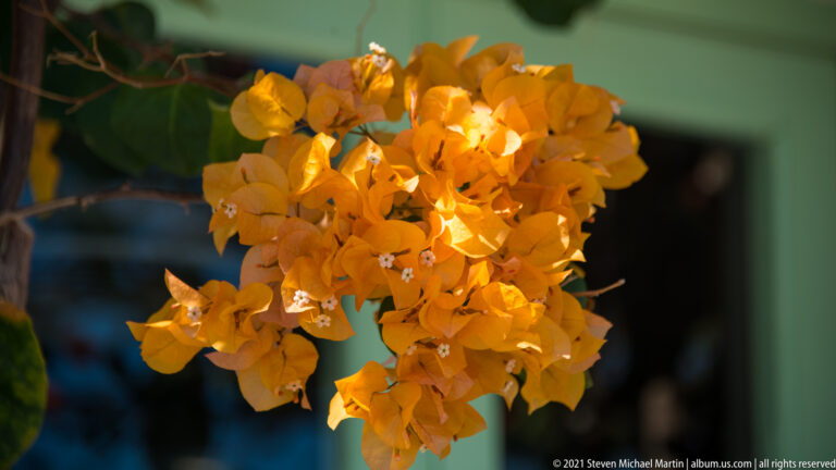 Close cluster of orange bougainvillea bracts and tiny white flowers against a softly blurred green background.