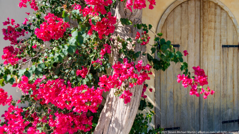 Magenta bougainvillea climbing beside a tall arched wooden door, with rough trunk and pale masonry visible.