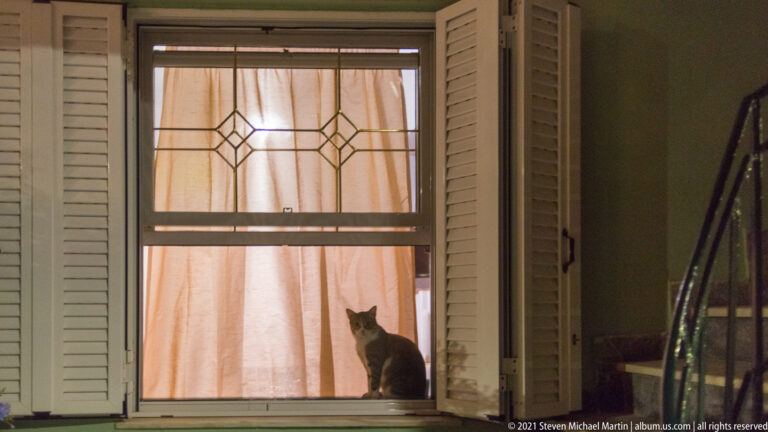 Small cat sitting on a window sill behind open white shutters and a patterned grille, with warm curtains glowing behind.