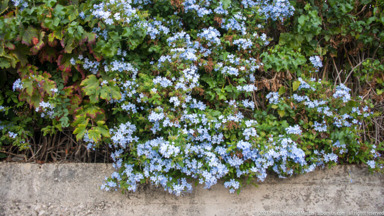 Pale blue flowers and green foliage cascading over the top of a rough stone wall.