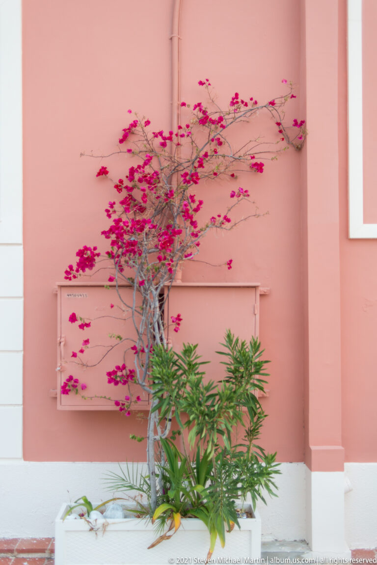 Slender bougainvillea with magenta flowers growing from a white planter against a salmon-pink wall.