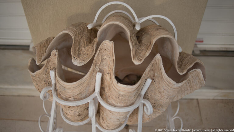 Large deeply fluted cream-colored bivalve shell displayed upright in a white metal support.