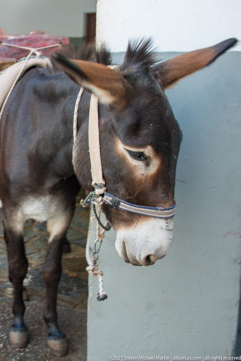 Close view of a dark brown donkey wearing a bridle and harness on a paved street in Lindos.