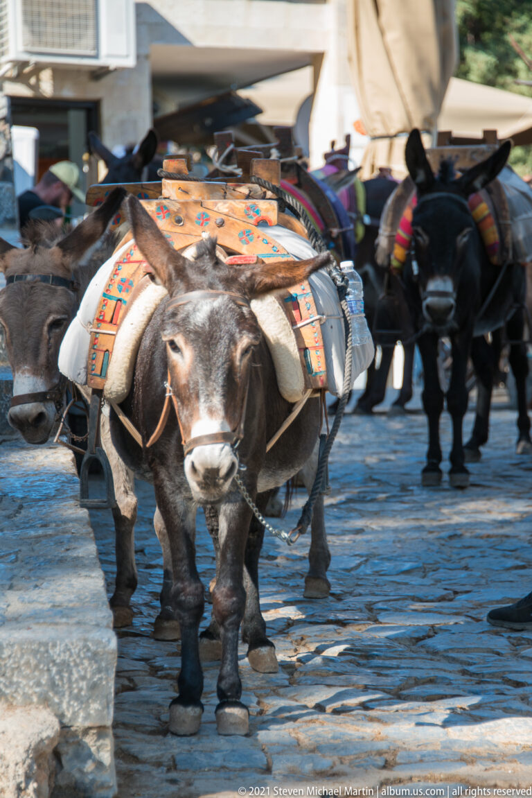Saddled donkey with colorful blanket stands on stone paving, with more donkeys waiting under shade structures behind.