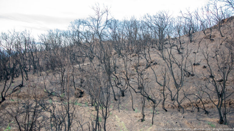 Charred leafless trees cover a sloping hillside, with pale grasses and scattered green regrowth among the burned trunks.