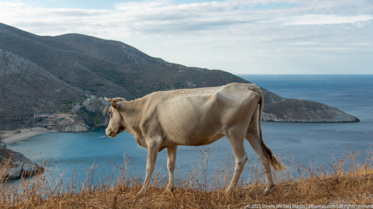Light-colored cow standing in dry grass on a hillside above a blue bay and dark coastal mountains.