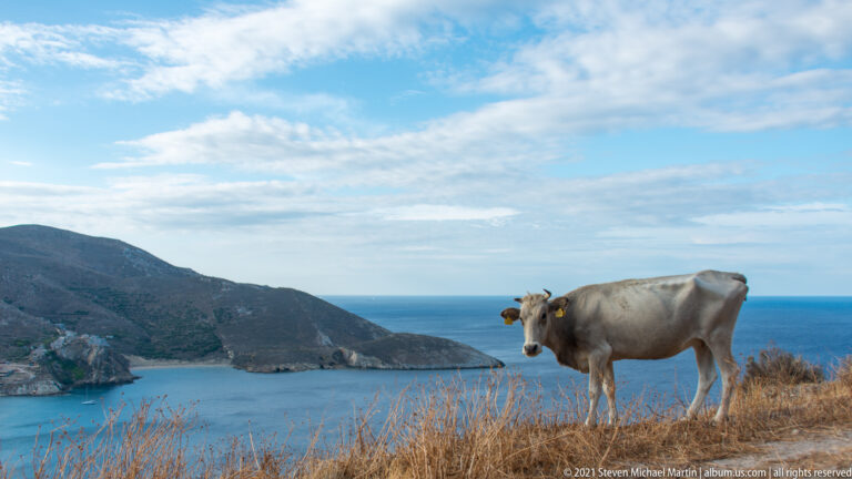 Light-gray cow facing the camera on dry coastal pasture with a bay and mountains behind.