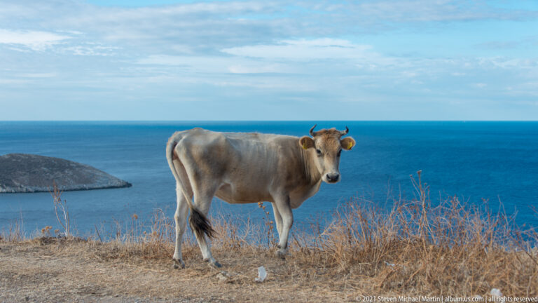 Horned light-gray cow standing on dry ground against a deep blue sea and low headland.