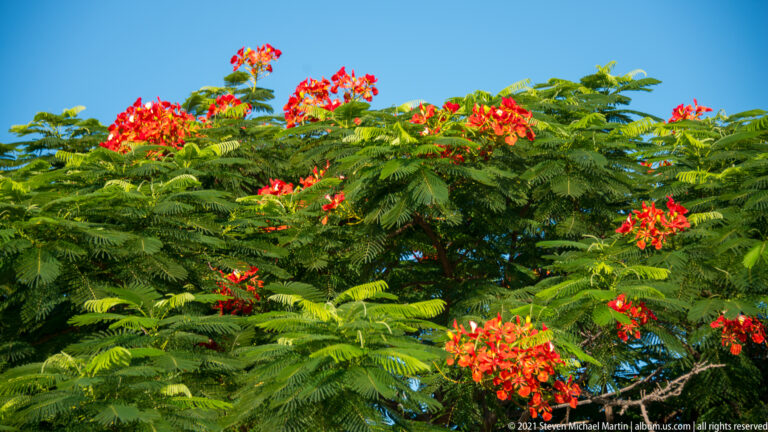 Broad green tree canopy covered with vivid red flower clusters against a cloudless blue sky.