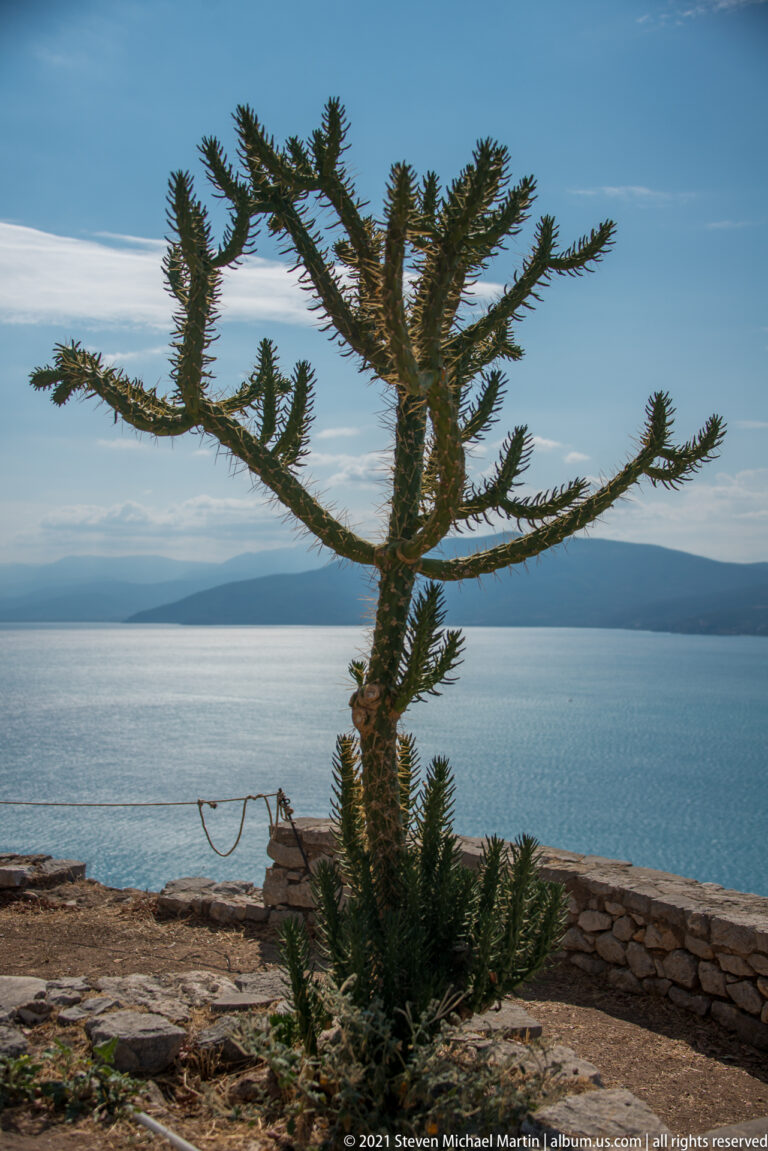Large branching evergreen tree silhouetted against blue water and a distant hazy shoreline below Palamidi.