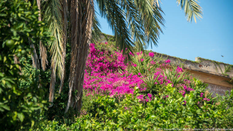 Magenta bougainvillea flowering beneath a palm tree, with dense greenery partly concealing a low building in Nafplio.
