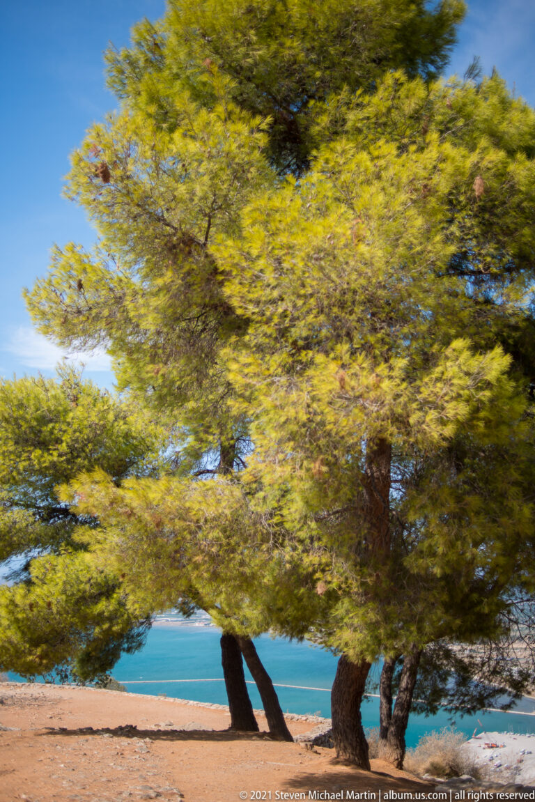 Broad pine trees on dry ground with blue water of the Argolic Gulf visible between their trunks.