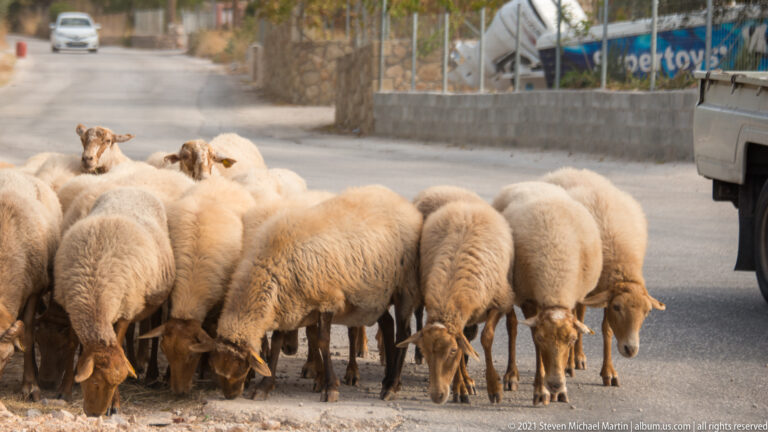 Closely packed sheep stand beside a paved road, with several animals feeding and others facing the camera.