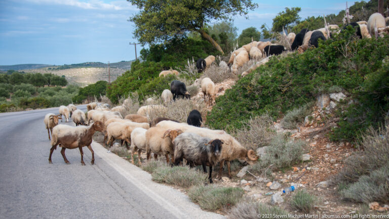 Sheep of several colors move along a road shoulder and rocky scrub-covered hillside above a curving road.