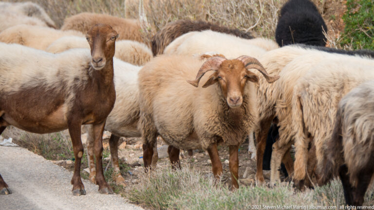 Two brown-faced horned sheep stand among pale woolly sheep at the edge of a road and scrub vegetation.
