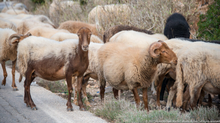 Two horned sheep, one frontal and one in profile, stand among a larger flock beside a narrow road.