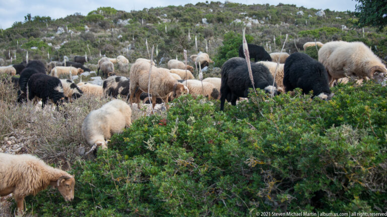 White, gray, and black sheep graze among dense green shrubs on a rocky Mediterranean hillside.