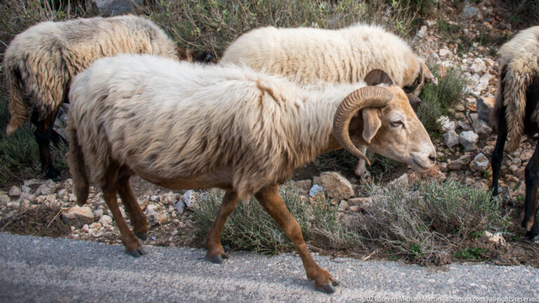 Long-fleeced horned sheep walks in profile along a paved road, with other sheep and rocky scrub behind.