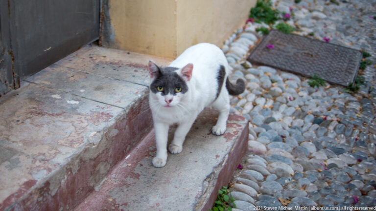 White and gray cat standing on a low step beside rounded pebble paving.