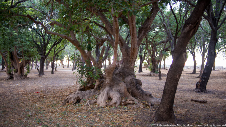 Large mature trees with exposed roots on dry, leaf-strewn ground near Rhodes Old Town.
