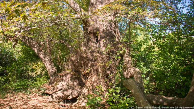 Large mature tree with a thick mottled trunk and twisting branches surrounded by dense green foliage at Mieza.