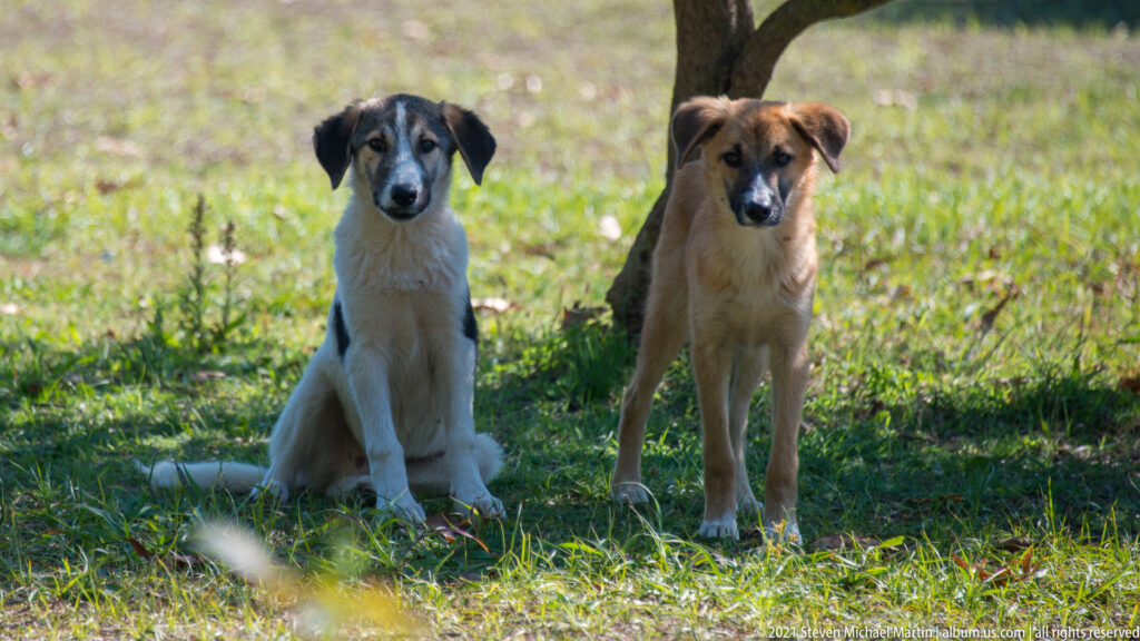 Two young dogs under a tree, one white with dark facial markings sitting and one brown dog standing on grass.