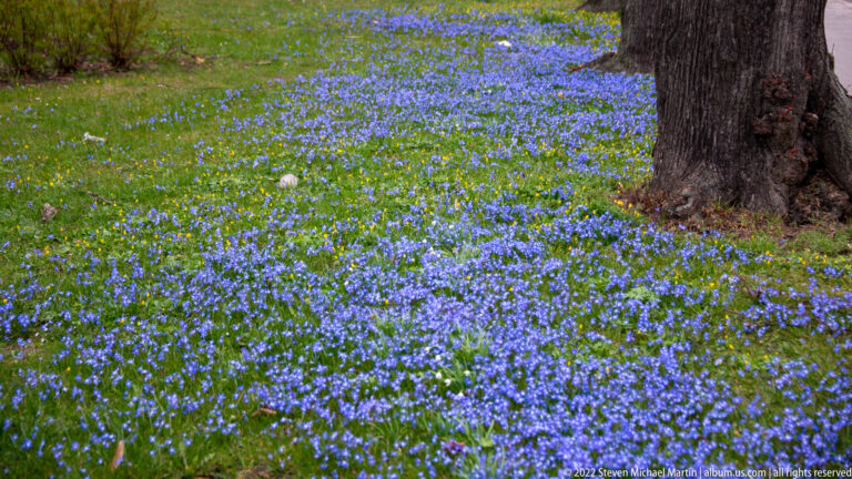 Blue-violet spring flowers densely cover green grass around the base of a large mature tree.