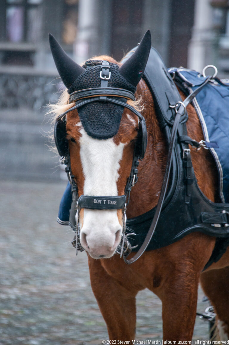 Close view of a chestnut carriage horse with white blaze, black blinkers, bridle, and harness.