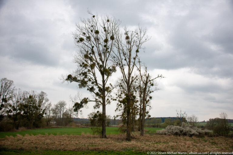 Leafless trees covered with dense mistletoe clusters stand beside plowed fields under a cloudy sky.