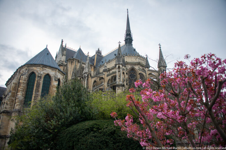 Reims Cathedral apse, buttresses, and central spire rising behind shrubs and a bright pink flowering tree.